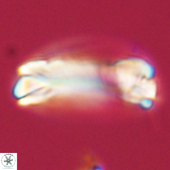 Tonromeinia deniseae 68675