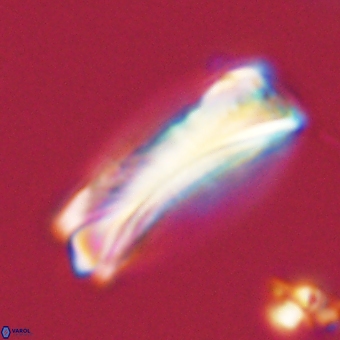 Tonromeinia deniseae 68676