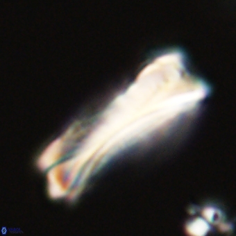 Tonromeinia deniseae 68677