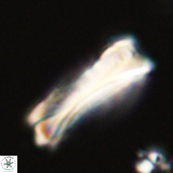 Tonromeinia deniseae 68677