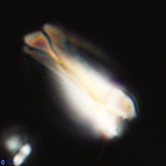 Tonromeinia deniseae 68678