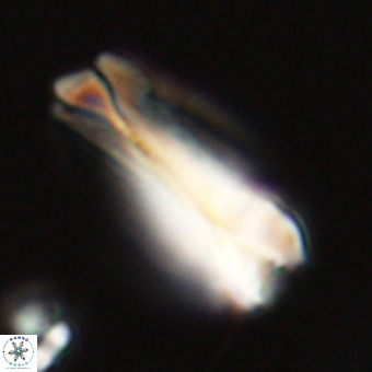 Tonromeinia deniseae 68678