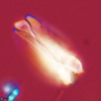 Tonromeinia deniseae 68679