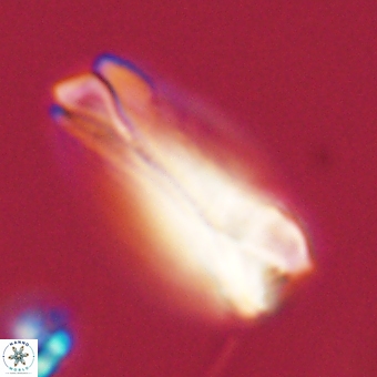 Tonromeinia deniseae 68679
