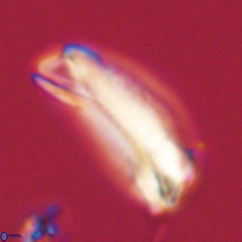 Tonromeinia deniseae 68680