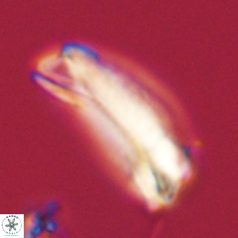 Tonromeinia deniseae 68680