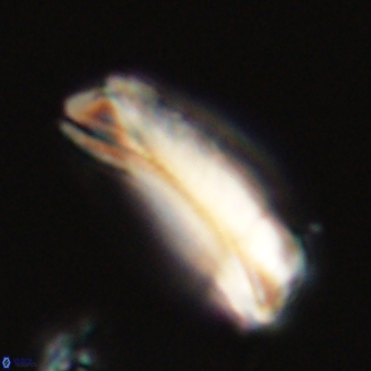 Tonromeinia deniseae 68681