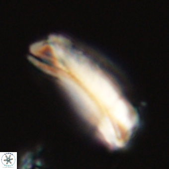 Tonromeinia deniseae 68681