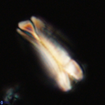 Tonromeinia deniseae 68682