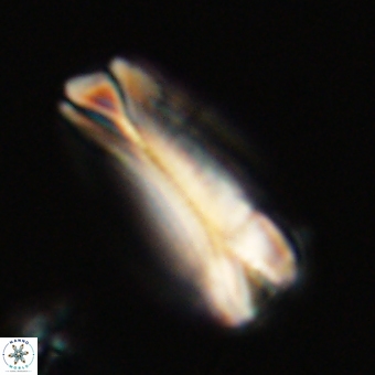 Tonromeinia deniseae 68682