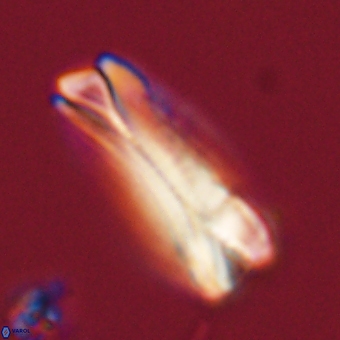 Tonromeinia deniseae 68683