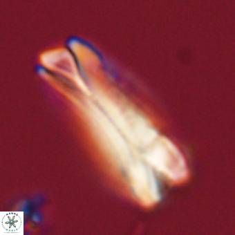Tonromeinia deniseae 68683