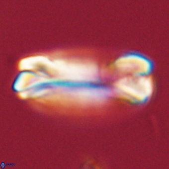 Tonromeinia deniseae 68684