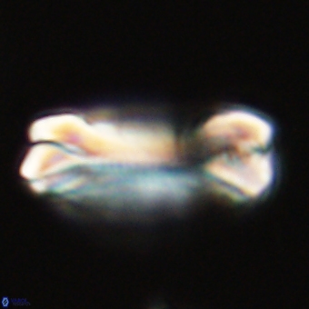 Tonromeinia deniseae 68685