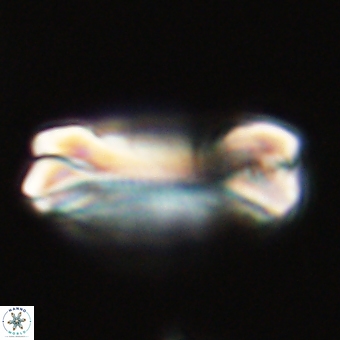 Tonromeinia deniseae 68685