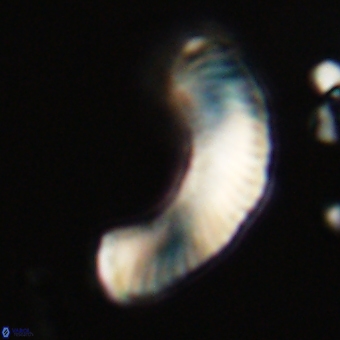 Tonromeinia deniseae 68686