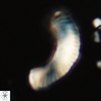 Tonromeinia deniseae 68686
