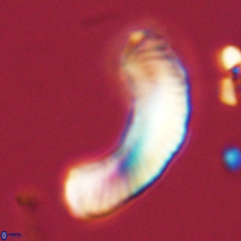 Tonromeinia deniseae 68687