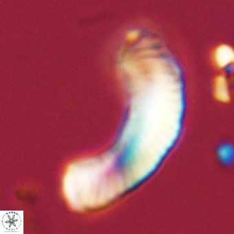 Tonromeinia deniseae 68687