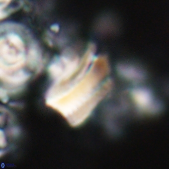 Tonromeinia deniseae 21442