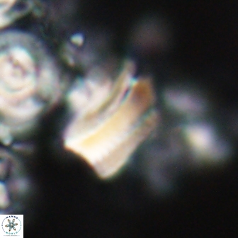 Tonromeinia deniseae 21442