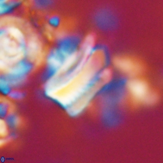 Tonromeinia deniseae 21443