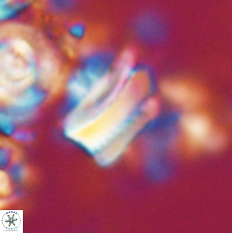 Tonromeinia deniseae 21443