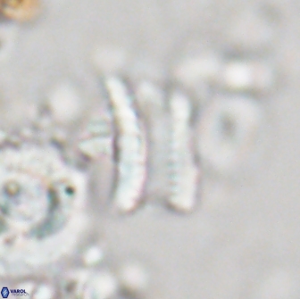 Tonromeinia deniseae 21444