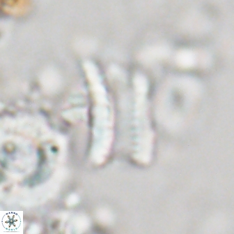 Tonromeinia deniseae 21444