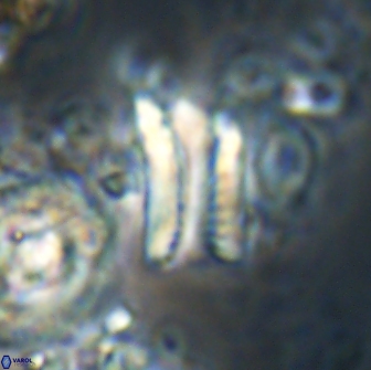 Tonromeinia deniseae 21445