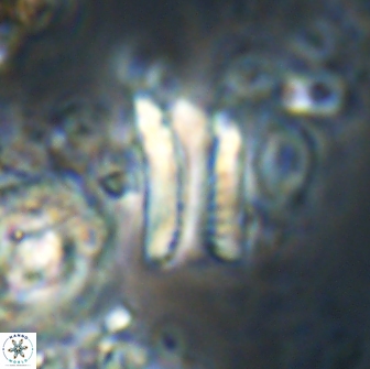Tonromeinia deniseae 21445