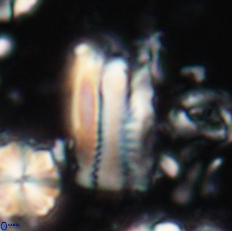 Tonromeinia deniseae 21446