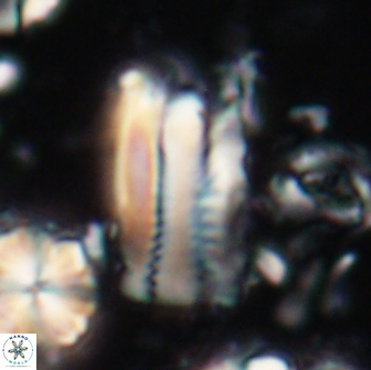 Tonromeinia deniseae 21446