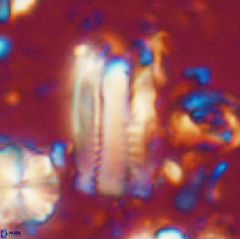 Tonromeinia deniseae 21447