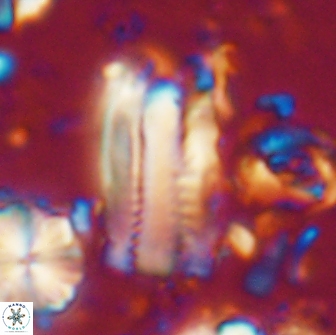 Tonromeinia deniseae 21447