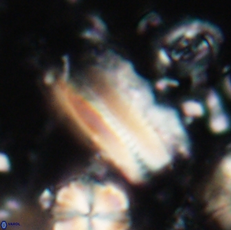 Tonromeinia deniseae 21448