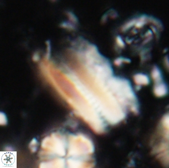 Tonromeinia deniseae 21448