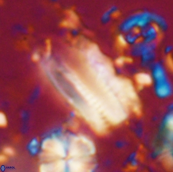 Tonromeinia deniseae 21449