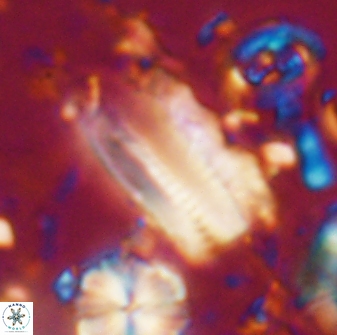 Tonromeinia deniseae 21449