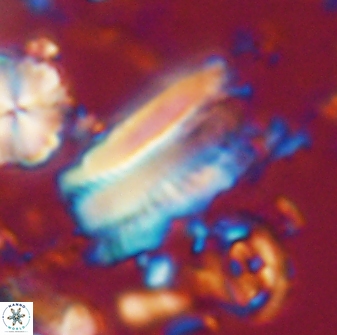 Tonromeinia deniseae 21450