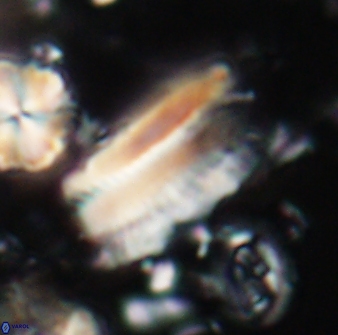 Tonromeinia deniseae 21451