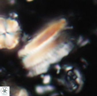 Tonromeinia deniseae 21451