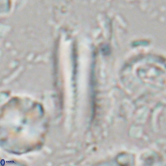 Tonromeinia deniseae 21452