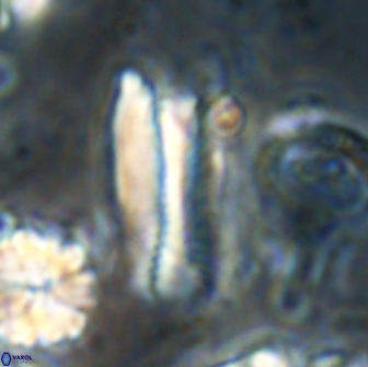 Tonromeinia deniseae 21453