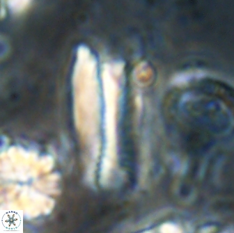 Tonromeinia deniseae 21453