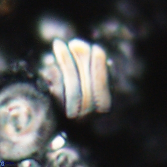 Tonromeinia deniseae 21435