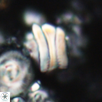 Tonromeinia deniseae 21435