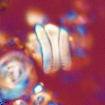 Tonromeinia deniseae 21436