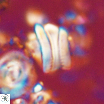 Tonromeinia deniseae 21436