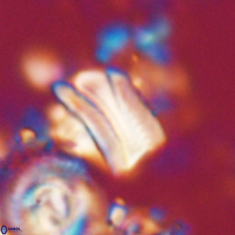 Tonromeinia deniseae 21437